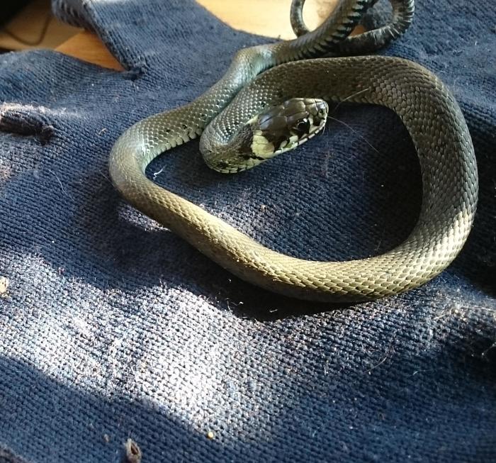 Ringelnatter-Besuch